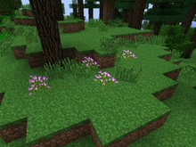 Eine Ansammlung von Auenland Heidekraut