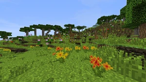 A herd of giraffes grazing on a clearing.