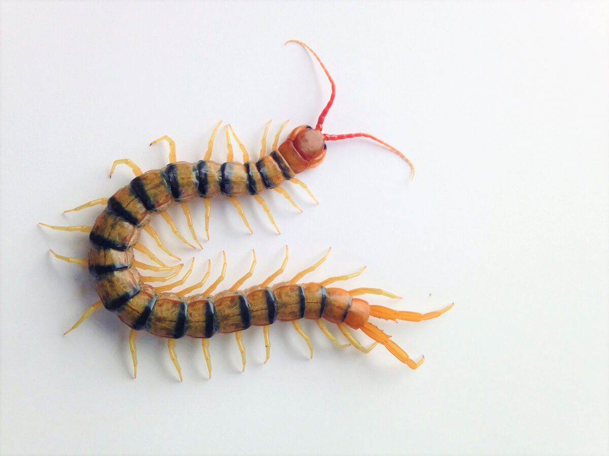 Sensitive Centipede