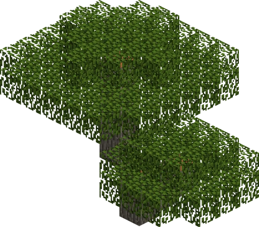 An average acacia tree