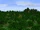 Panorama Rohan Woodlands.png