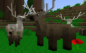Elks