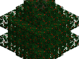 Holly Tree