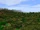 Panorama Gulf Forest.png