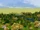 Panorama Eaves of Lothlórien.png