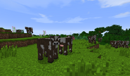 Cows in the Shire B27