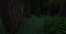 Une larme de Yavanna dans la foret de Fangorn