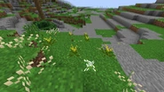 A small patch of athelas.