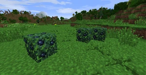 Several blueberry bushes growing in Eriador