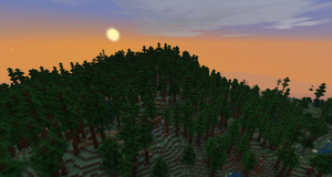 A pine forest in the sunset.