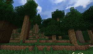 Old Forest - Tall and taller oaks.