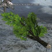 Black Ash Branches 黒トネリコの枝