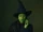 Elphaba Thropp (Wicked Films)