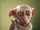 Dobby