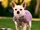 Chloe (Beverly Hills Chihuahua)