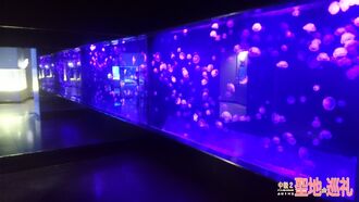 Mitosea-04.jpg