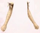 Golden Romance (Gloves)