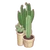 Desert Oasis (Plant)