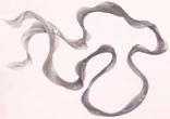 Fragrant Dream (Brooch).png (373 KB) Fragrant Dream (Brooch)