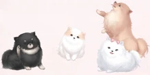 Cute Pet Party