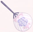 Summer Handfan.png (59 KB) Summer Handfan