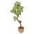 Response to Light