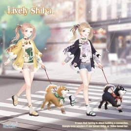 Lively Shiba