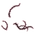 Shadowed Thorns