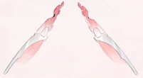 Glider Wings
