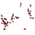 Drifting Petals