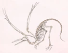 Archaeopteryx the Old Wing
