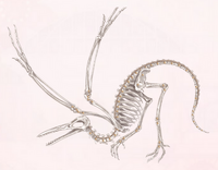 Archaeopteryx the Old Wing.png
