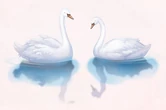 White Age