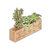 Flourishing Plants
