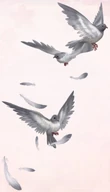 Winter Grey Pigeon