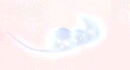 Animation