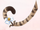 Tabby Kitten Tail