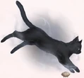 Neko Jin Hua