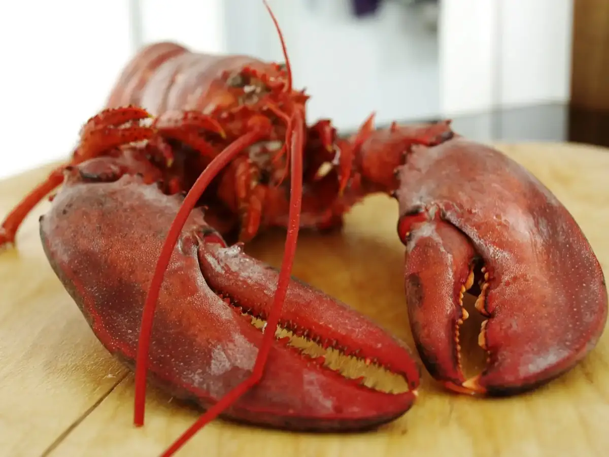 Fritz LPM RPG Wiki Fandom