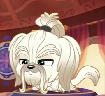 Lps shih tzu clearance