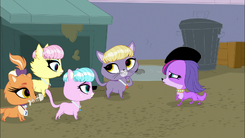 Littlest pet hot sale shop pitch purrfect