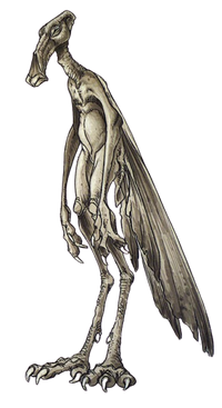 Bocuś