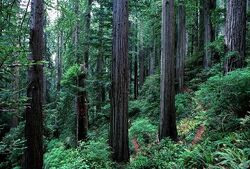 Redwood slope