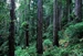 dense redwood forest in the Redwood National Park