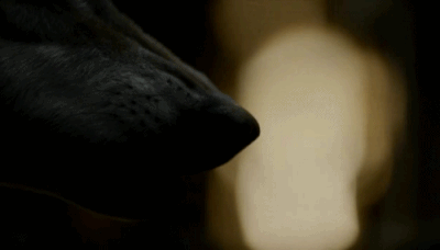 Robb Starke Greywind Gif1.gif