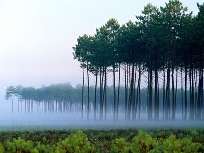 Pine Forest, Landes, France - 1600x1200 - ID 201