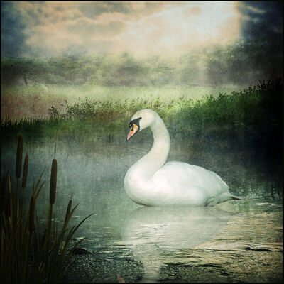 House Swan