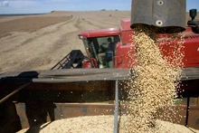 Soybean-harvesting-machines-at-work-1-1374331