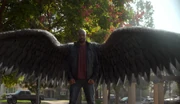 Amenadiel's regrown wings