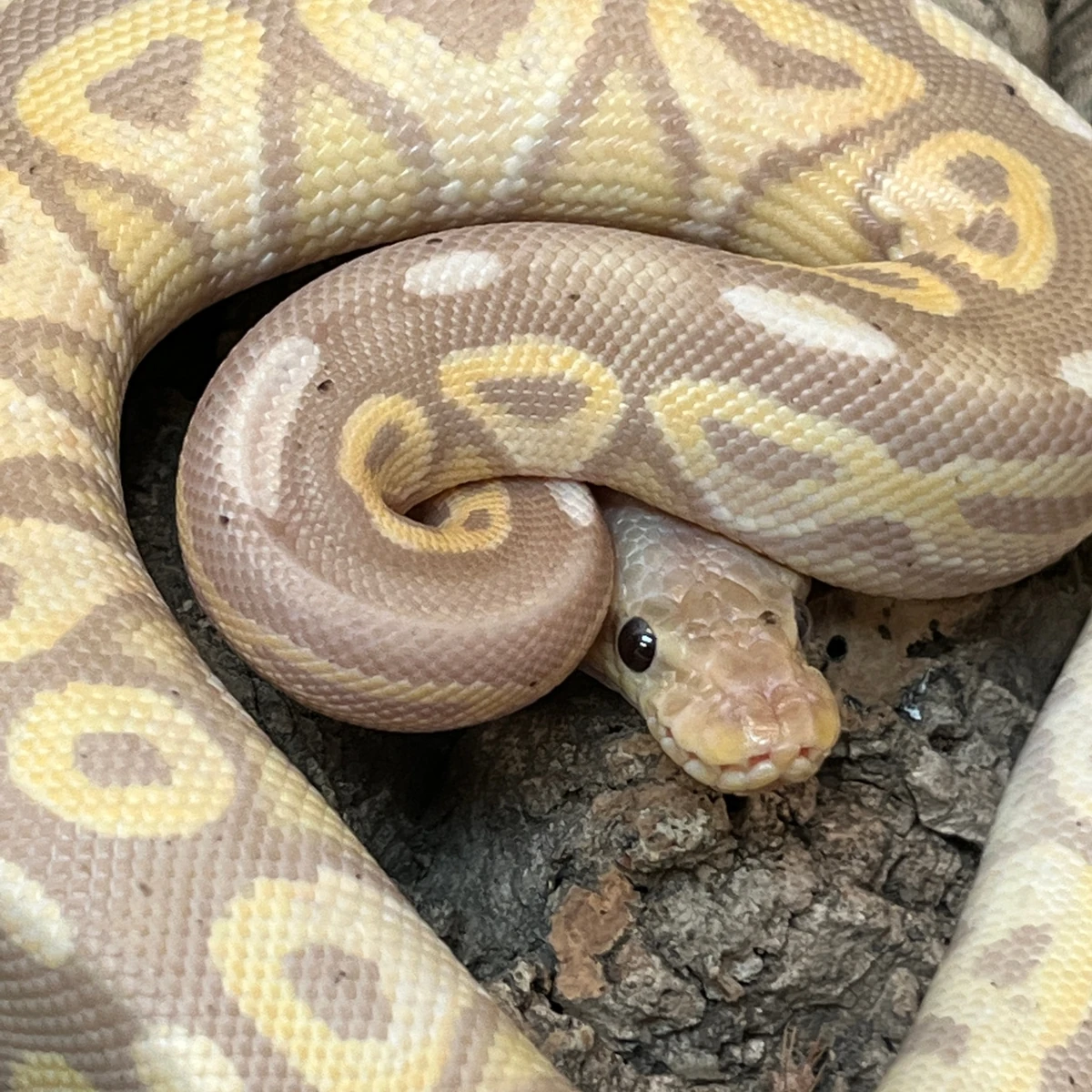 Banana cinnamon ball python | Luck dog Wiki | Fandom